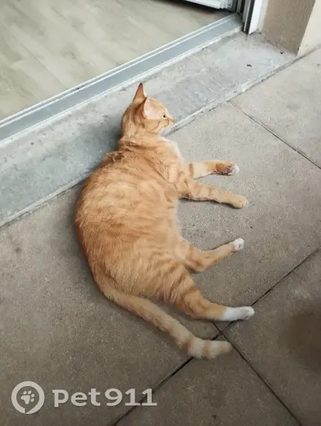 Chat perdu, pucé, perte de poils, Montpellier - photo