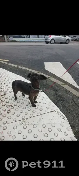 Petite chienne trouvée à Ézanville - photo