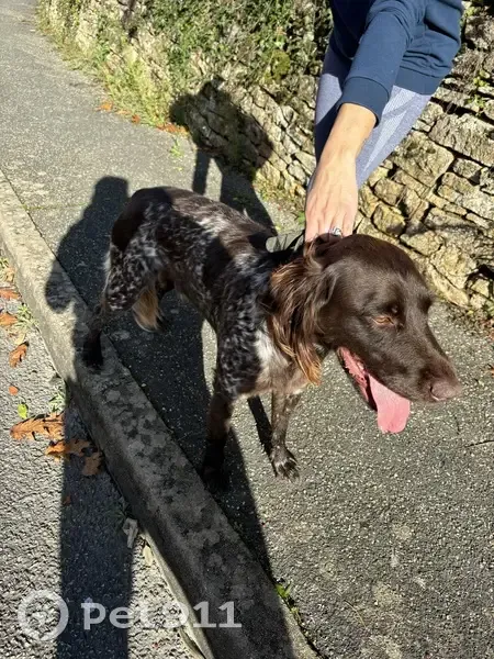 Chien de chasse trouvé, mâle non craintif - photo