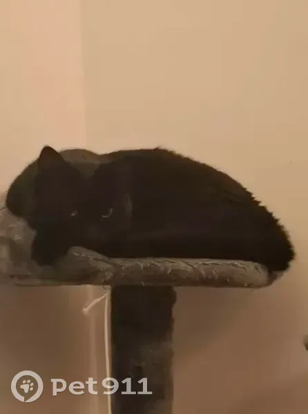 Chatte noire 5 ans perdue à Bron - photo