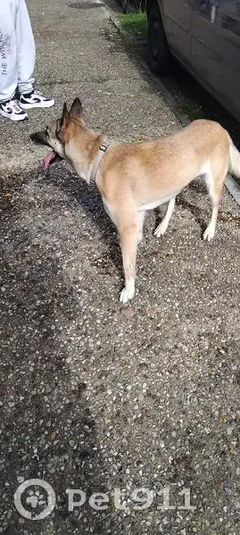 Malinois trouvé à Manzac-sur-Vern - photo