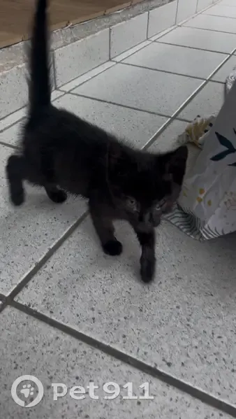 Chaton noir trouvé à Guissény (29) - photo