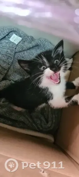 Chat trouvé, abandonné à Nort-sur-Erdre - photo