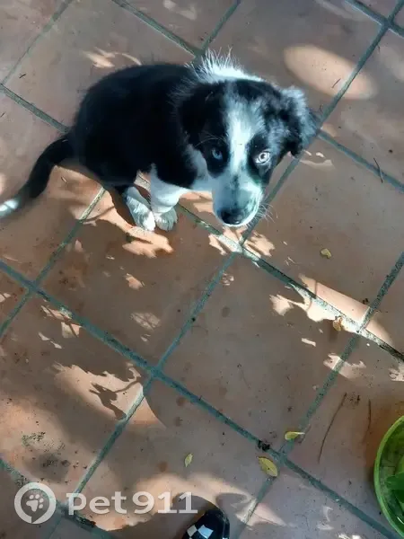 Deux chiots border collie trouvés en grange - photo