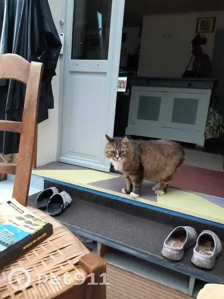 Chat mâle tigré perdu à Coulon - photo
