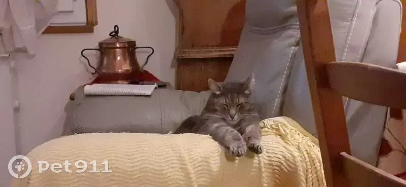 Chat gris rayé perdu, répond à Mimi - photo