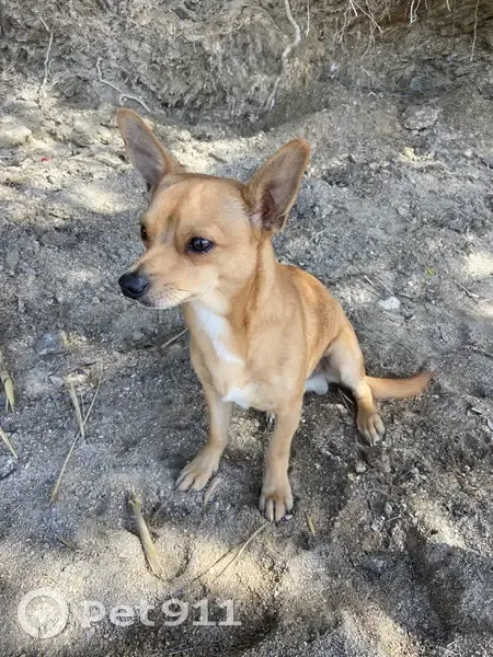 Chien sociable trouvé sur plage Monaco - photo