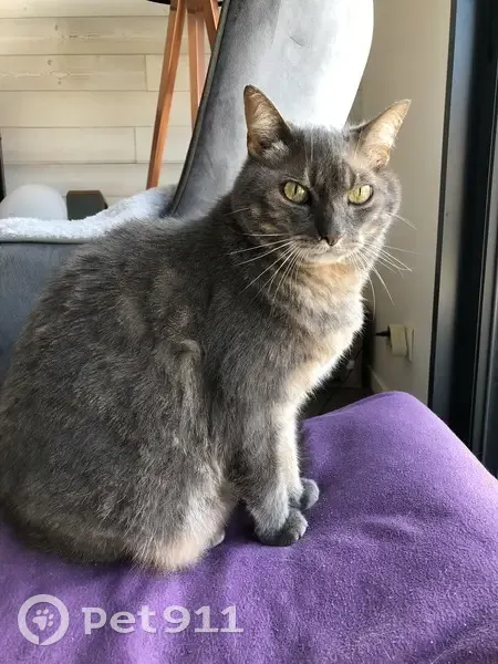 Chat perdu à Vertou, quartier Grassinière - photo