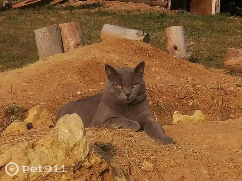 Chat gris 1 an perdu, Allée des Lilas - photo