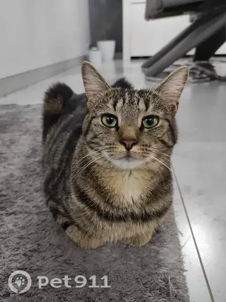 Chat tigre femelle 5 ans perdu Mitry-Mory - photo