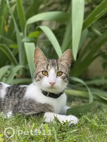 Chatte tigrée disparue à Tours - photo
