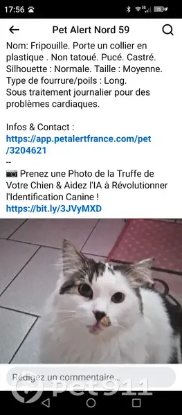 Chat perdu : Fripouille, 10 ans, cardiaque - photo