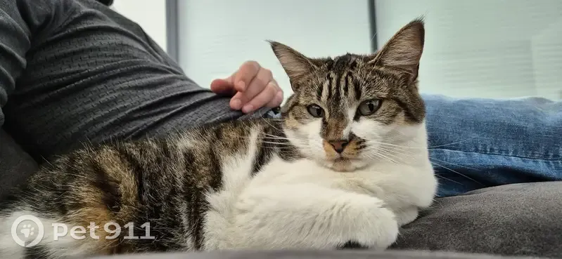 Chat disparu à Sauvagnon, Allée du Banïu - photo