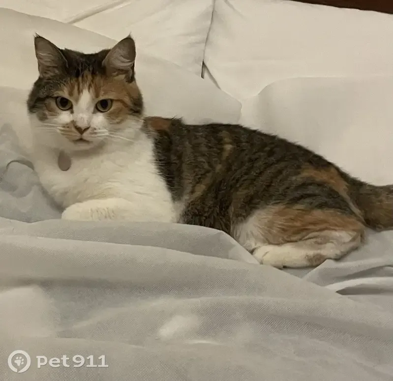 Chatte écaille de tortue perdue à Yutz - photo