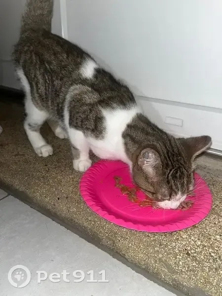 Chat sociable infesté de tiques trouvé à Mons - photo