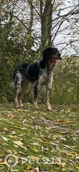 Épagneul breton mâle perdu à Lapugnoy - photo
