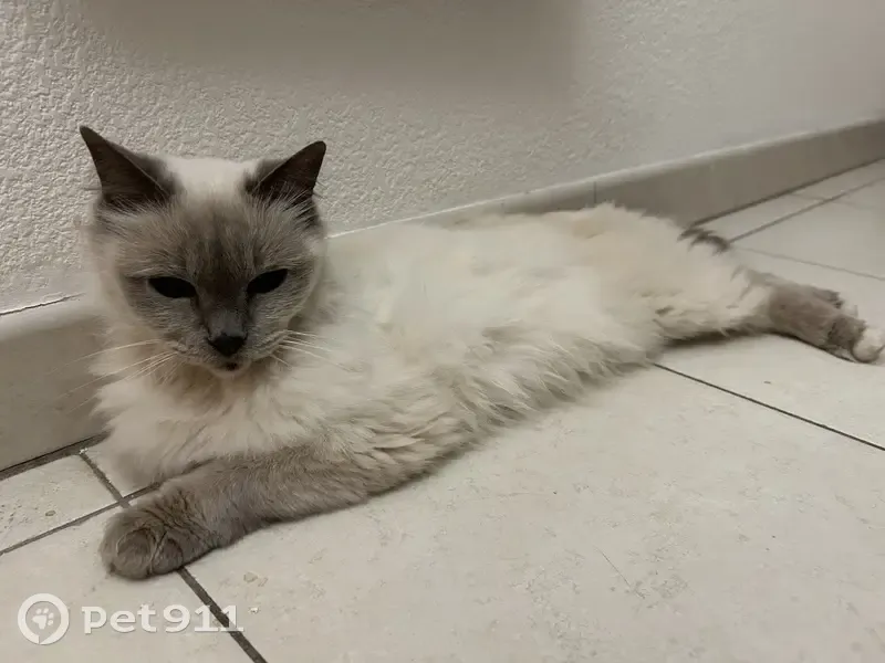 Chatte Ragdoll trouvée à Beausoleil - photo