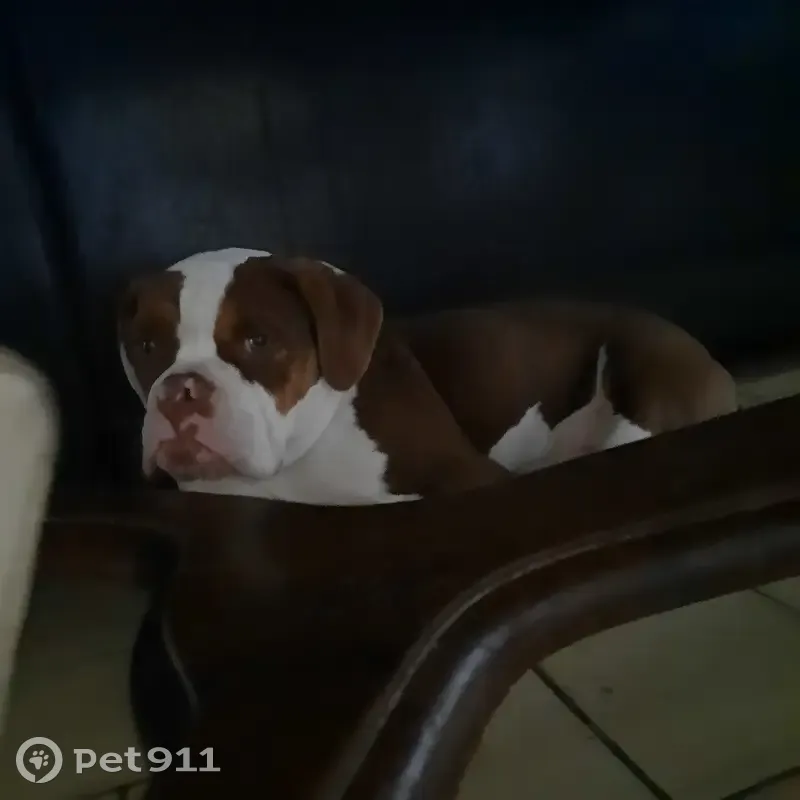 Bouledogue anglais perdu à Sainte-Cécile - photo