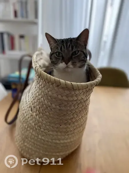 Chatte tigrée disparue à Versailles - photo