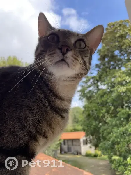 Chat tigré marron perdu à Brest - photo