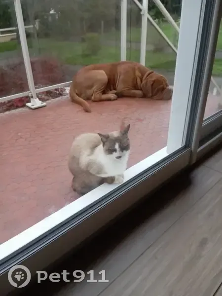 Chat mâle croisé siamois trouvé à Férel - photo