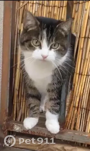 Chatte tigrée perdue à Noisy-le-Sec - photo