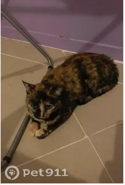 Chat écaille disparu à Limay - photo