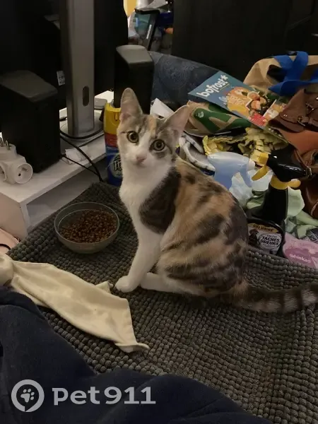Chatte européenne disparue à Mérignac - photo