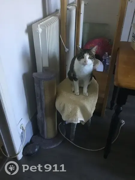 Grand chat mâle trouvé, Rue des Rochers - photo