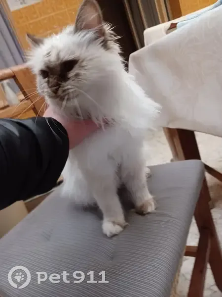 Chatte câline trouvée, Rue Agache - photo