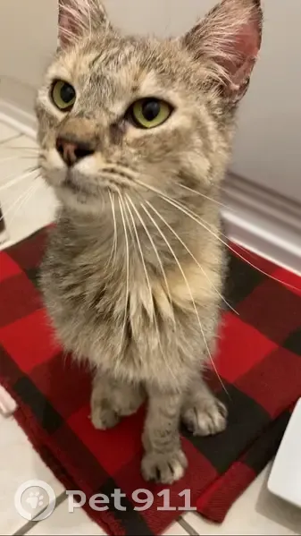 Chatte stérilisée trouvée, Nîmes - photo