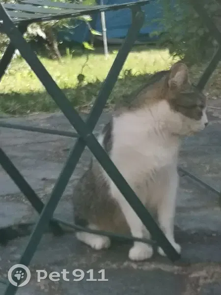 Chat perdu : Malo, mâle 8 ans, gris/blanc - photo