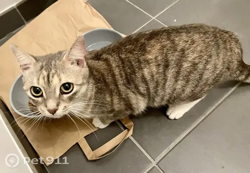 Chatte trouvée près du métro Pavé de Lille - photo