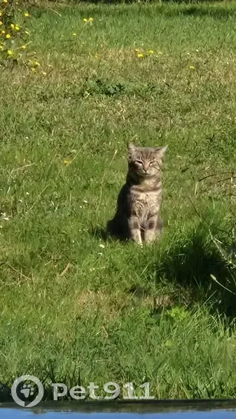 Chat errant nourri, Impasse du Onze Novembre - photo