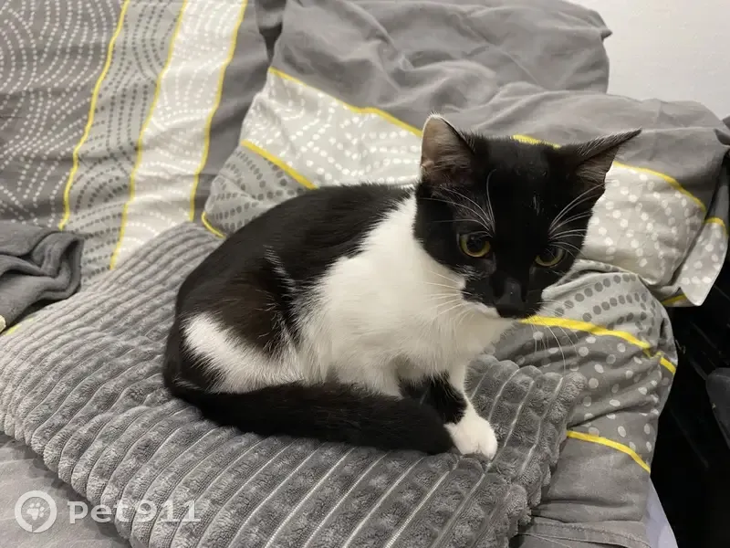 Chatte noire et blanche trouvée à Lille - photo
