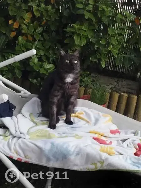 Chatte smoke disparue à Caen - photo