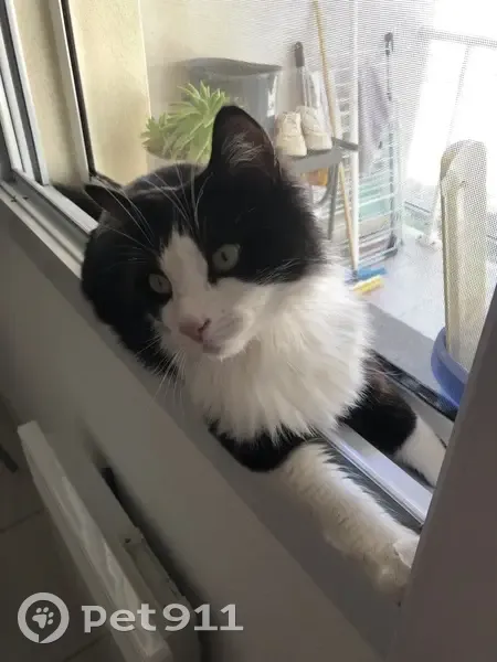 Chat perdu: Gnocchi, mâle noir et blanc - photo
