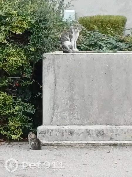 Chats errants inséparables à Reims - photo