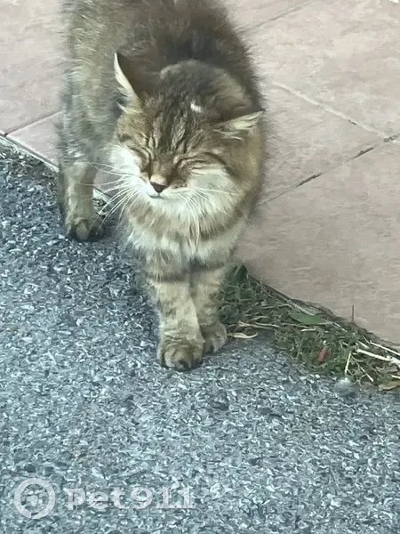 Chat perdu début octobre à Nîmes - photo