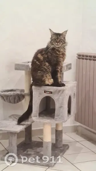Main Coon perdu à Fréjus, rue Combattants - photo