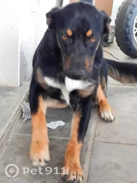 Chiens disparus : Tayzen et Vasko, Lamasquère - photo