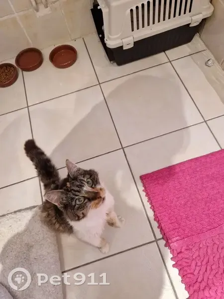 Chatte écailles de tortue trouvée à Bully - photo