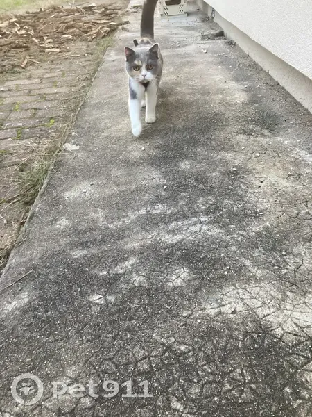 Chat trouvé, sociable et câlin à Orléans - photo