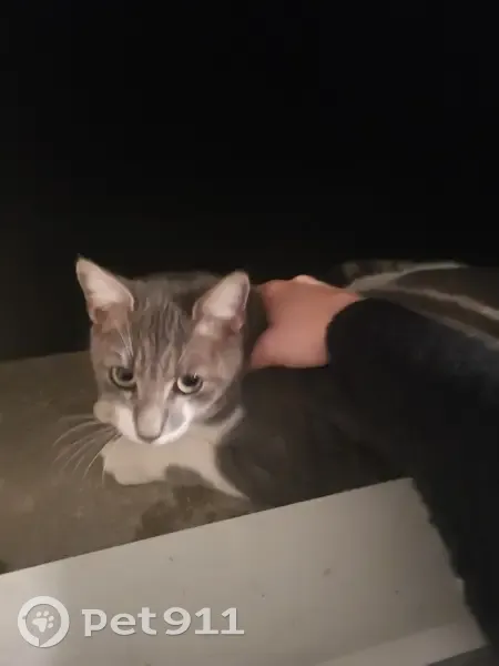 Chat gris et blanc trouvé à Évron - photo