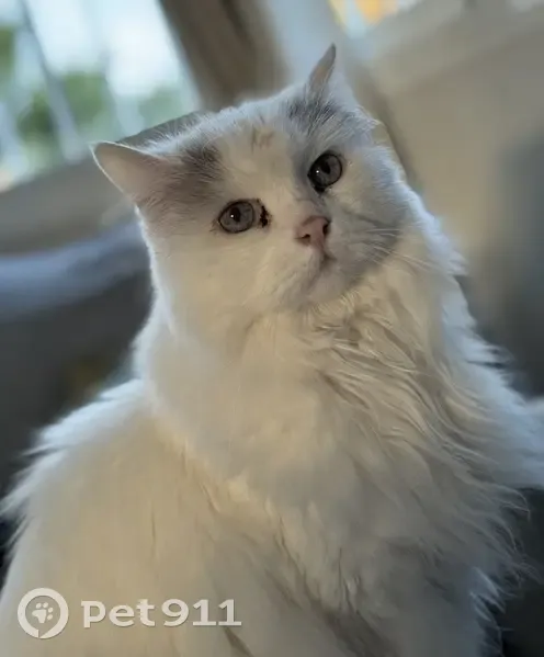 Chatte Sibérienne blanche disparue à Biarritz - photo