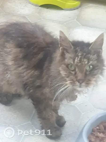 Chat âgé trouvé rue des Vergers, Zinswiller - photo
