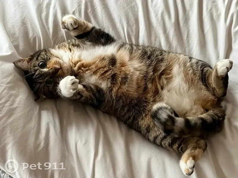 Petite chatte tigrée disparue à Tours Nord - photo