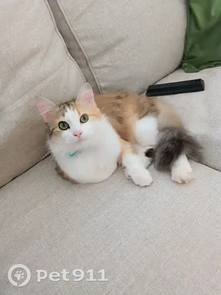 Chatte tricolore disparue à Guerlédan - photo