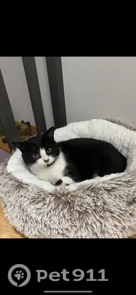 Chat mâle 2 ans disparu à Valdallière - photo