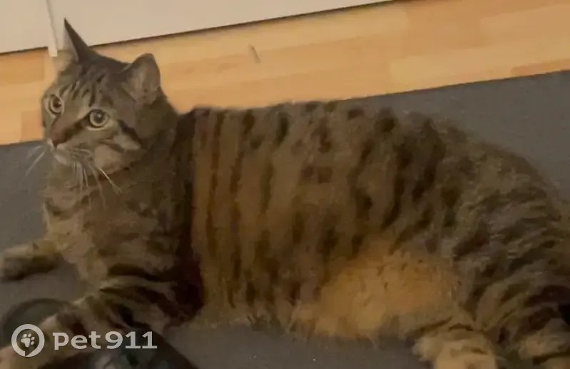 Chat tigré perdu à Chelles : contactez-moi - photo